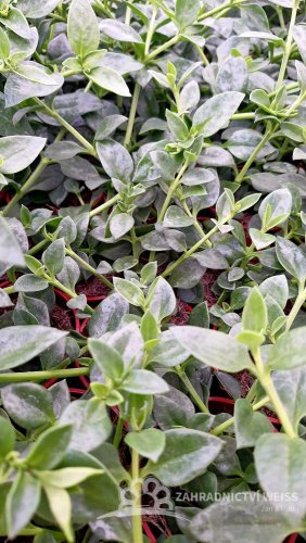 APTENIE CORDIFOLIA - MEZOO ZELENÉ