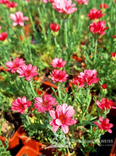 KOPRETINA MAROCKÁ - RHODANTHEMUM HOSMARIENSE ZAGORA PINK ®
