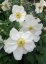ANEMONE HONORINE JOBERT