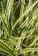 CAREX MORROWII (OSTŘICE JAPONSKÁ) VANILLA ICE