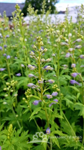 DELPHINIUM CULTORUM DELPHINITY F1 BLUE
