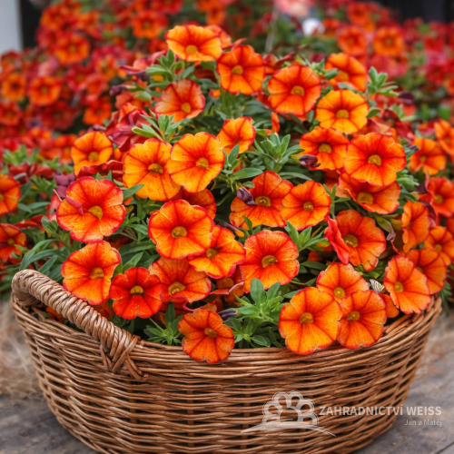 MILLION BELLS – CALIBRACHOA UNO BAKARI