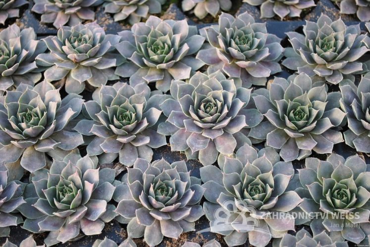 NETŘESK – SEMPERVIVUM BIG SAM PURPLE QUARTZ