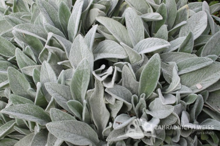 ČISTEC VLNATÝ - STACHYS BYZANTINA