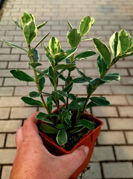 HEBE ANDERSONII KATRINE