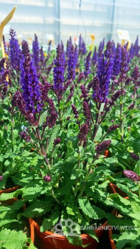 SALVIA NEMOROSA NOCHE