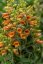 NÁPRSTNÍK - DIGITALIS HYBRIDA FIRECRACKER