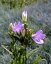 ZVONEK BROSKVOLISTÝ - CAMPANULA PESICIFOLIA TAKION BLUE