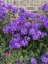 PHLOX PANICULATA BLUE PARADISE