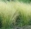 METLICE TRSNATÁ - DESCHAMPSIA CAESPITOSA PALAVA