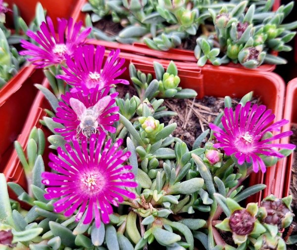 DELOSPERMA - SUNDELLA LEVANDER