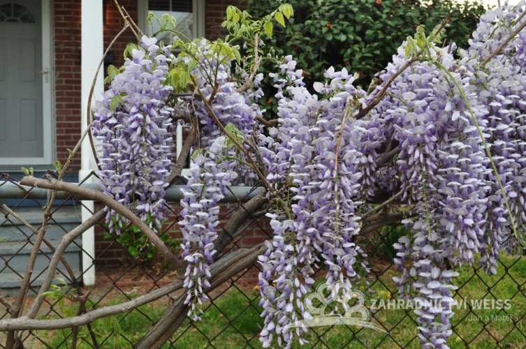 VISTÁRIE ČÍNSKÁ - WISTERIA SINENSIS