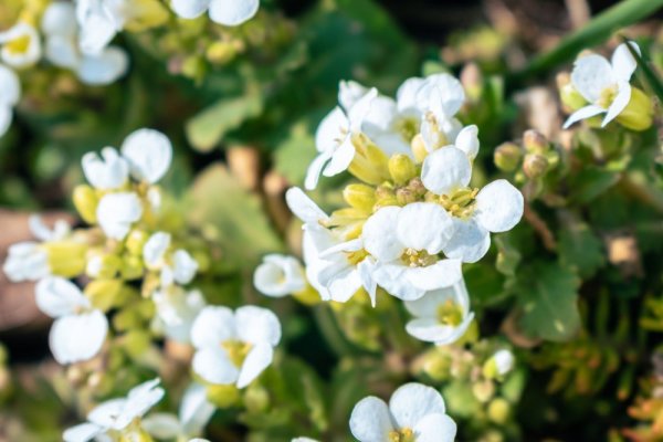 HUSENÍK - ARABIS CAUCASICA AUBRIS WHITE