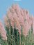 PAMPOVÁ TRÁVA - CORTADERIA SELLOANA  - RŮŽOVÁ