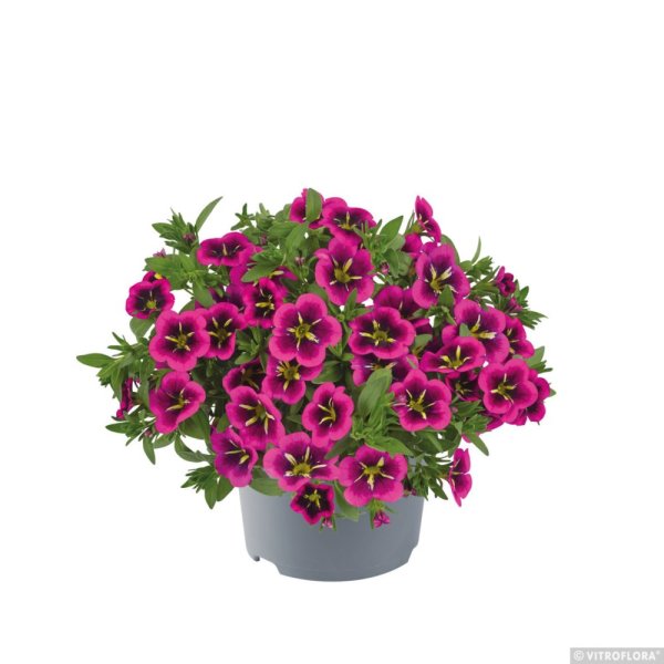 MILLION BELLS – CALIBRACHOA METRO EARLY GOOD NIGHT KISS