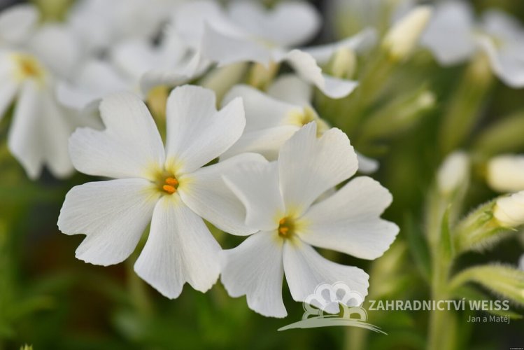 PHLOX SUBULATA SPRING WHITE