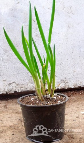 CIBULE SEČKA