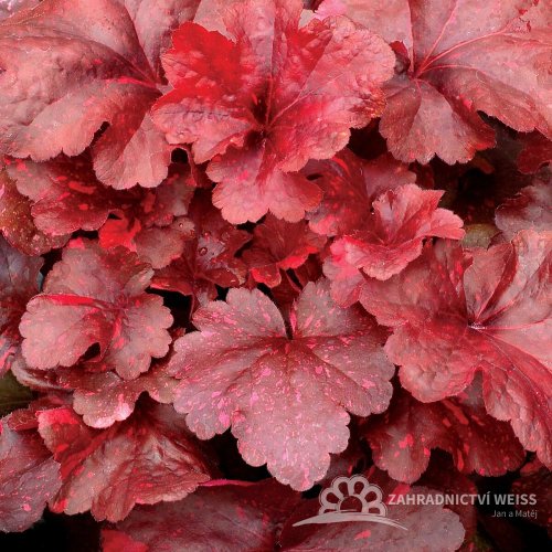 HEUCHERA GALAXY