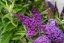 MOTÝLÍ KEŘ - BUDDLEJA DAVIDII BUTTERFLY CANDY LITTLE PURPLE