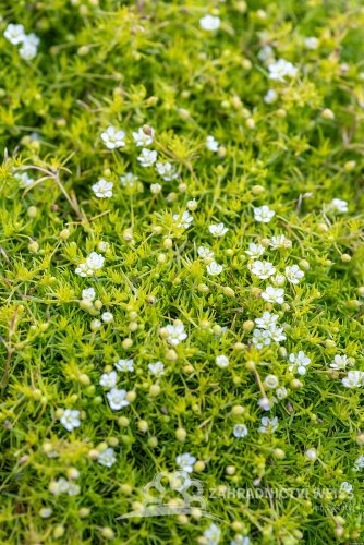 SAGINA SUBULATA - ÚRAZNÍK - LIME