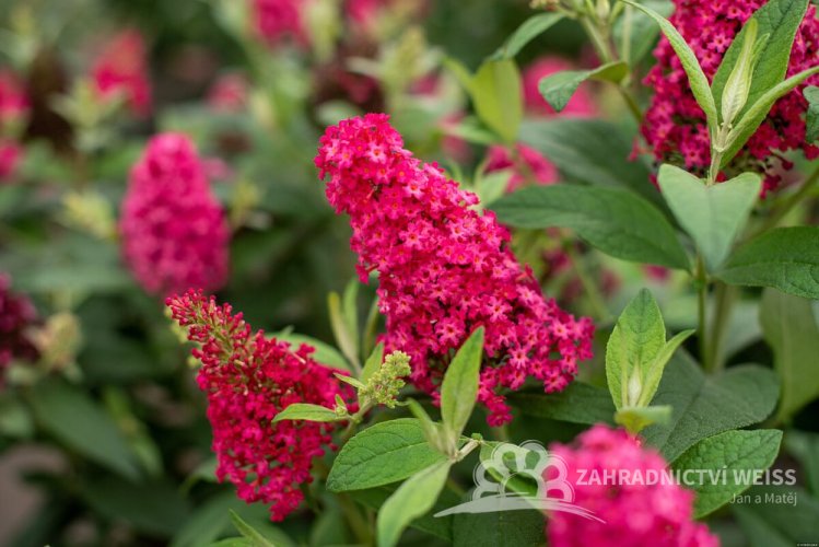 MOTÝLÍ KEŘ - BUDDLEJA BUTTERFLY CANDY LITTLE RUBY