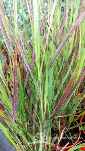 PROSO PROUTNATÉ - PANICUM VIRGATUM NOSFERATU