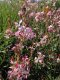 GAURA LIND. ROSY JANE