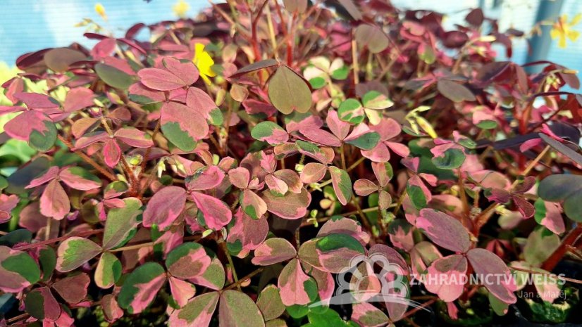 OXALIS PANAŠOVANÝ - PINK