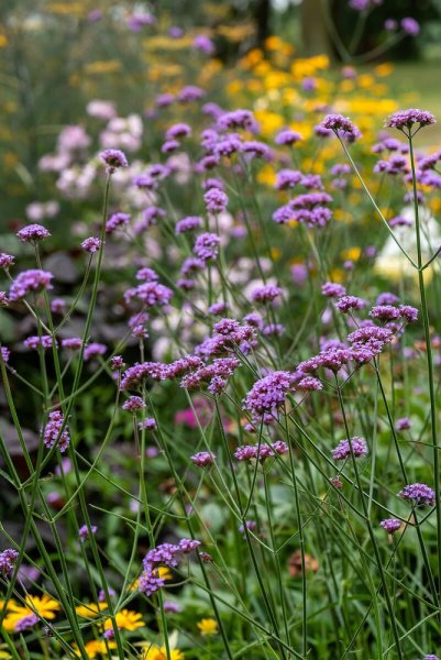 VERBENA BONARIENSIS - SPORÝŠ ARGENTINSKÝ