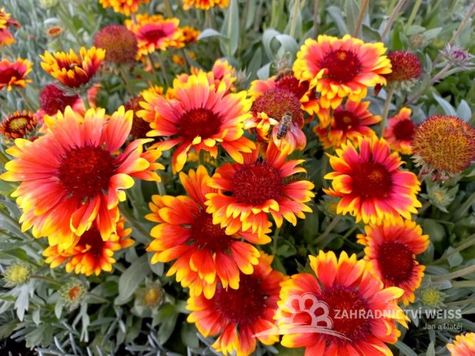 KOKARDA - GAILLARDIA AR. – ARIZONA SUN