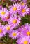 ASTRA PODZIMNÍ - ASTER  DUMOSUS PETER HARRISON