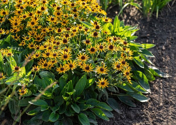 RUDBECKIA SUN KA CHING