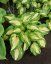 HOSTA HYBRIDA RASPBERRY SUNDAE