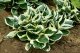 HOSTA HYB. MINUTEMAN