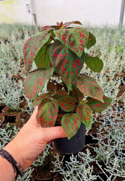 FITTONIA - FITÓNIE ČERVENOLISTÁ