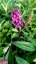 MOTÝLÍ KEŘ - BUDDLEJA DAVIDII BUTTERFLY CANDY LITTLE PURPLE