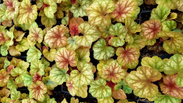 HEUCHERA CHAMPAGNE