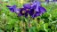 ORLÍČEK - AQUILEGIA ALPINA NAVY BLUE