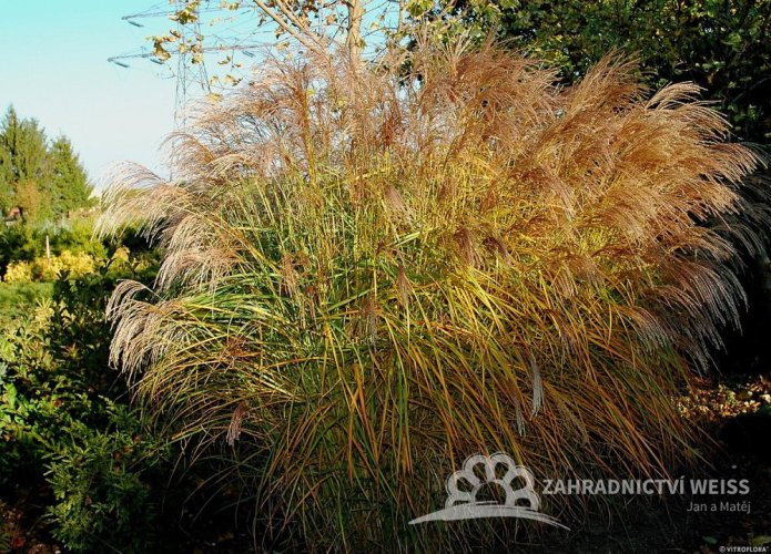 OZDOBNICE MISCANTHUS SINENSIS GRACIELLA