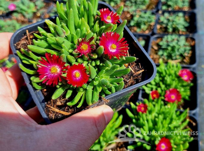 DELOSPERMA COOPERI JEWEL OF DESERT GARNET