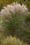 OZDOBNICE MISCANTHUS SINENSIS GRACIELLA