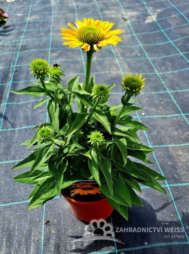 ECHINACEA SUN MAGIC FANTASTIC YELLOW