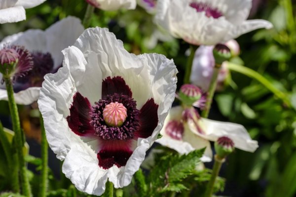MÁK VÝCHODNÍ - PAPAVER ORIENTALE ROYAL WEDDING