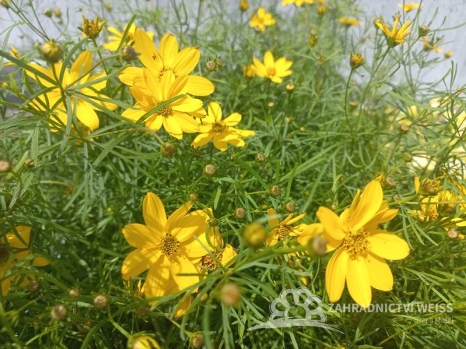 COREOPSIS VERTICILLATA IMPERIAL SUN