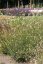 GAURA LIND. CORRIES GOLD