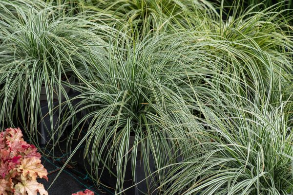 OSTŘICE JAPONSKÁ - CAREX OSHIMENSIS EVEREST
