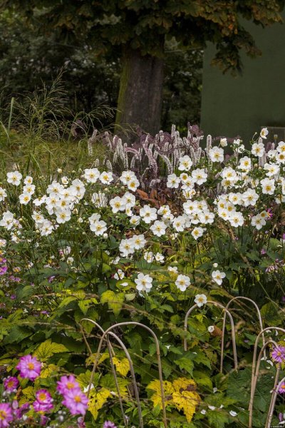 ANEMONE HONORINE JOBERT