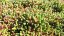 SEDUM ACRE YELLOW