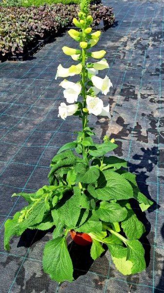 NÁPRSTNÍK - DIGITALIS VIRTUOSO WHITE