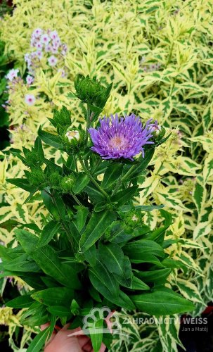STOKESIA LAEVIS MEL´S BLUE